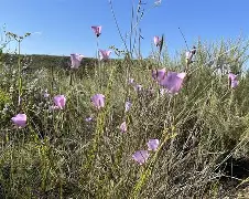 金星盘旋收花，浙江湖南战平共存不败的简单介绍